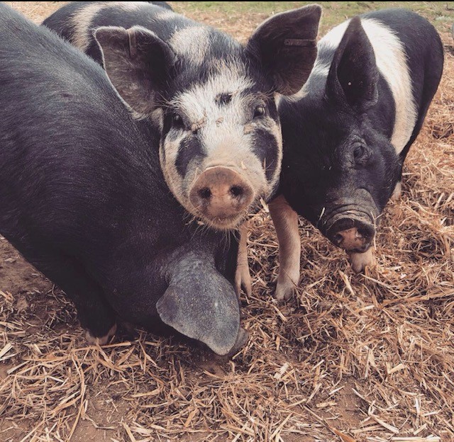 Park Community School Farm - View 1
