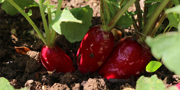 Park Community School Farm - Students grow their own food