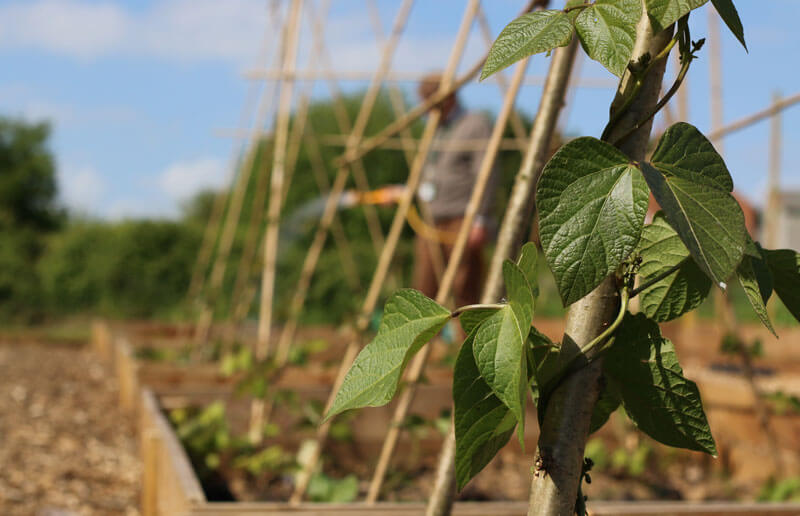 Park Farm - Grow and Eat, our Chief uses our own produce