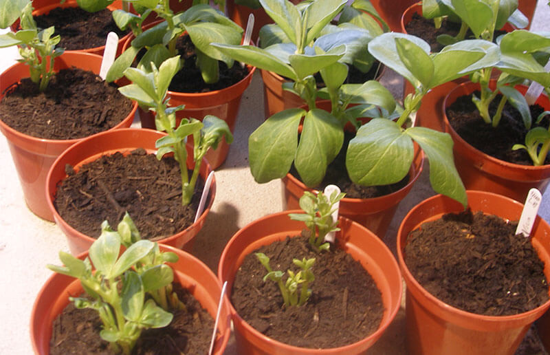 Horticulture at Park Community School