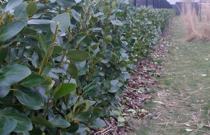 Horticulture at Park Community School