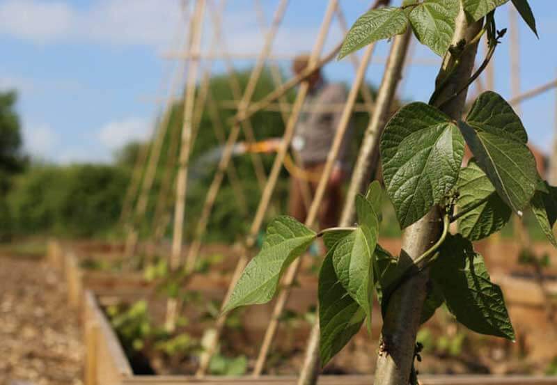 Park Community Market Garden - Much More Than Just a School